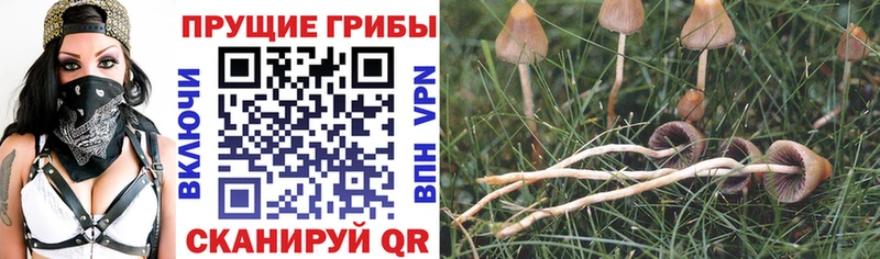 Галлюциногенные грибы ЛСД  закладка  Кущёвская 